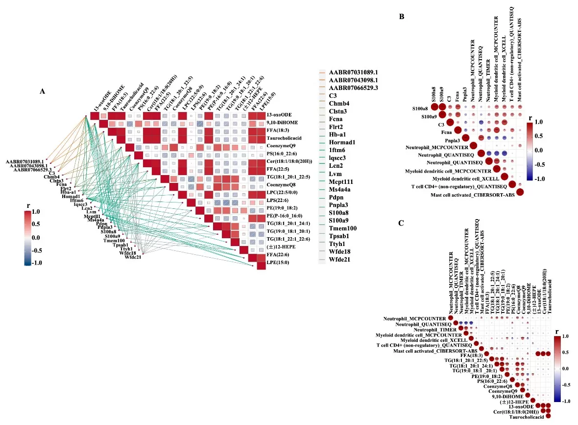 Transcriptome–metabolome correlative regulation.